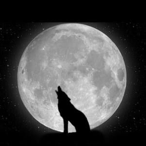 Meet your Posher, Abigail